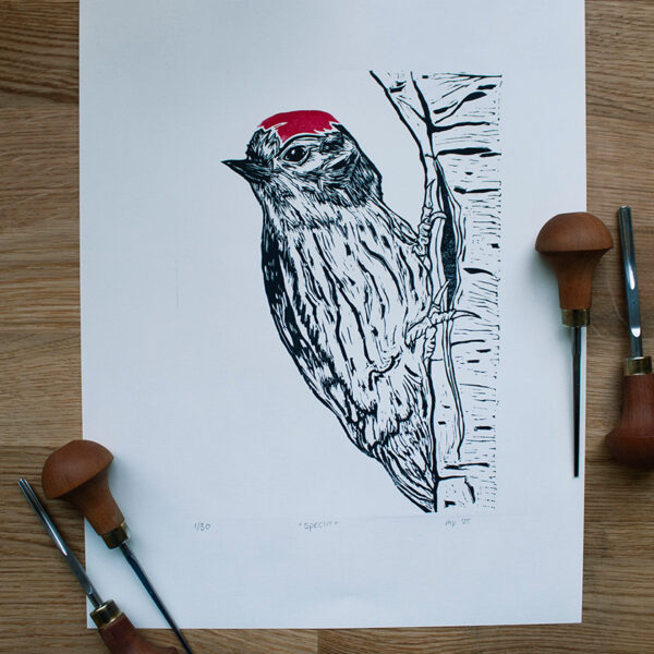 linoleumprent van specht met boom, gedrukt op papier. Met linogutsen