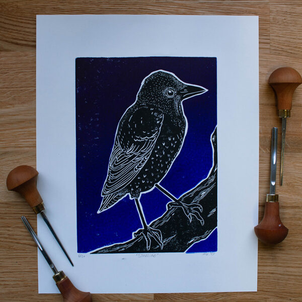 linoleumprent van zwarte spreeuw met gradiënt paars-blauwe achtergrond, gedrukt op papier. Met linogutsen