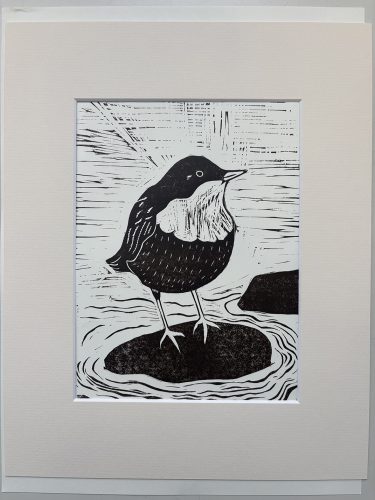 Waterspreeuw closeup